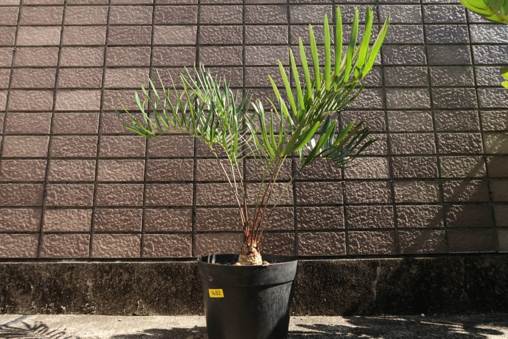 サイカス ザミア Cycas Zamia入荷しました！ | Bios Plants