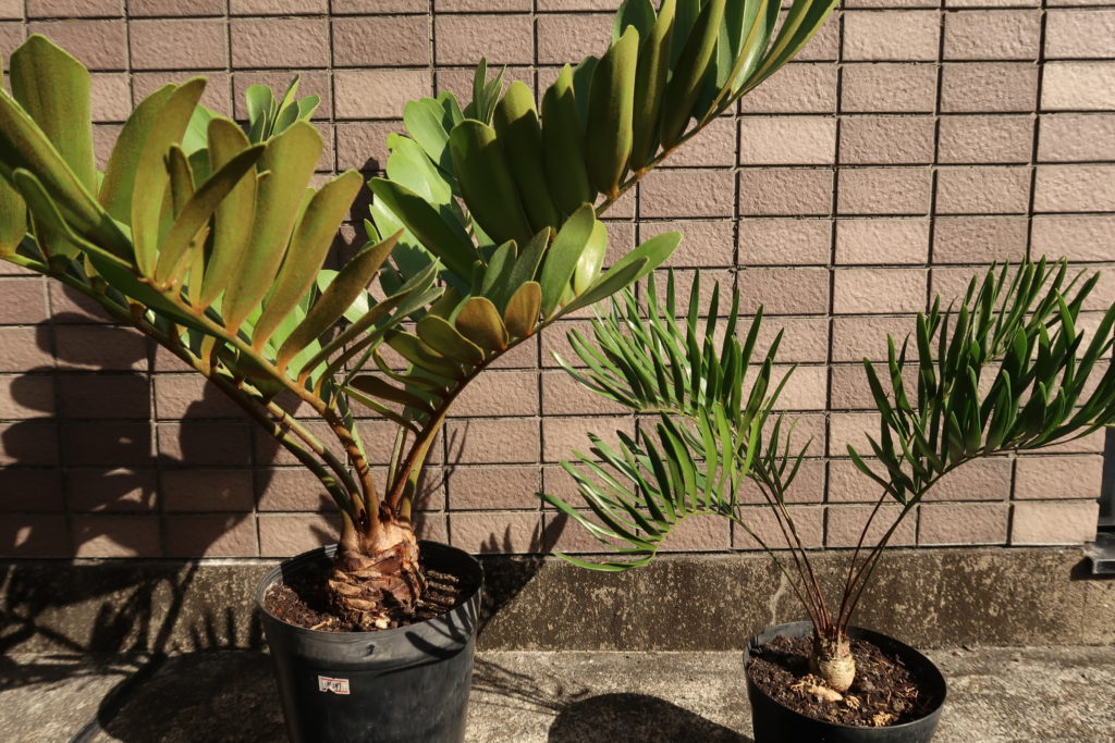 サイカス ザミア Cycas Zamia入荷しました！ | Bios Plants