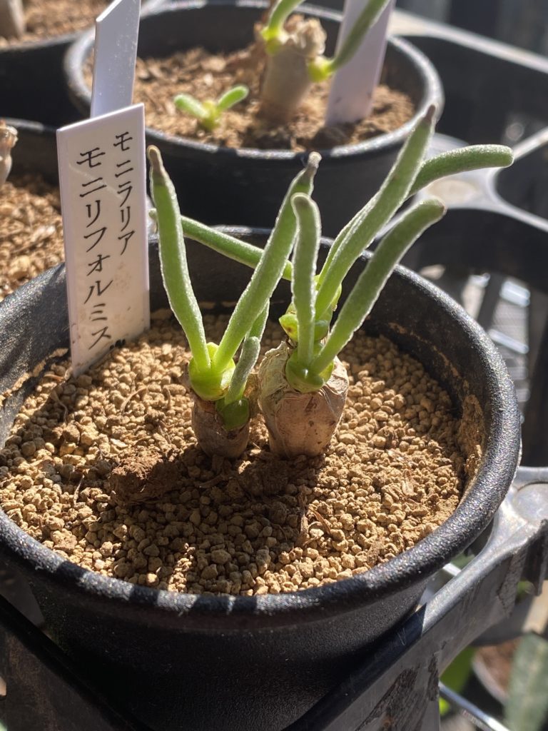 冬型種メセン モニラリア(Messem Monilaria)入荷しました。 | Bios Plants